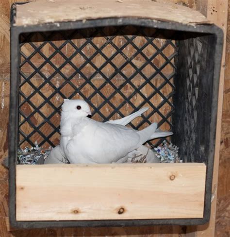 youtube installing metal pigeon nest box|Simple Homemade Pigeon Nest Box Ideas .